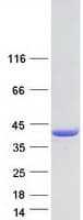 Human HNRNP-E2 / PCBP2 Protein (Recombinant Myc-DDK (Flag))