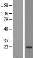 SSX3 Protein (Over-Expression Lysate Myc-DDK (Flag))