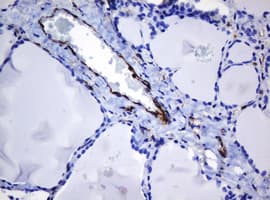TMEM173 / STING Antibody (clone OTI4H1)