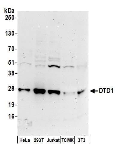DTD1 Antibody (aa159-209)