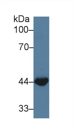 WNT3A Antibody (aa19-355)