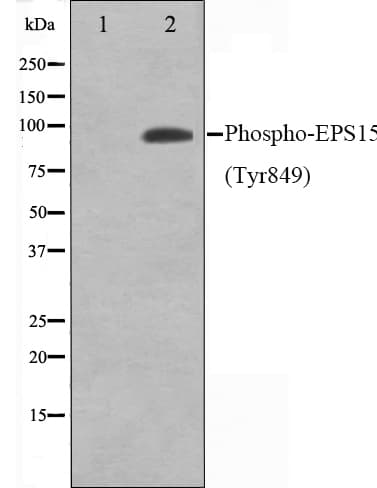 EPS15 Antibody (phospho-Tyr849)