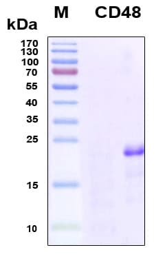 Human CD48 Protein (Recombinant 6His, N-terminus)
