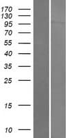 FES Protein (Over-Expression Lysate Myc-DDK (Flag))