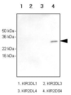 KIR2DS4 Antibody (clone 5F2)