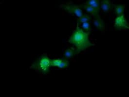ERG Antibody (clone OTI4G10, Carrier-free)