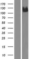 PCDHAC1 Protein (Over-Expression Lysate Myc-DDK (Flag))