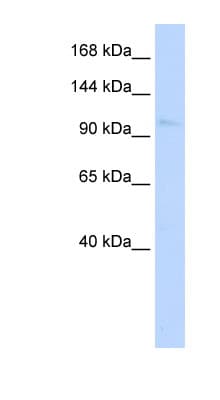 NKX1-1 Antibody (aa324-368)