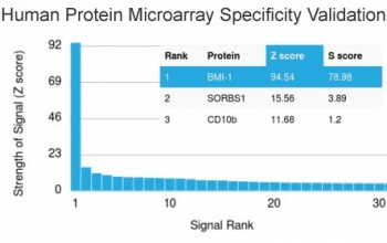 BMI1 / PCGF4 Antibody (clone BMI1/2690)