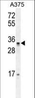 Polyclonal Rabbit anti-Human PUSL1 Antibody (aa206-235, WB)