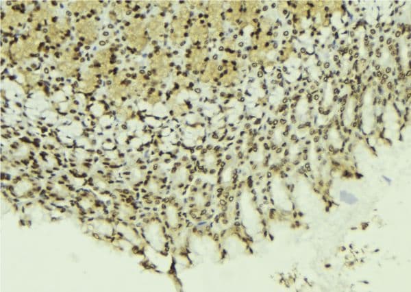 Polyclonal Rabbit anti-Human PELP1 Antibody (IHC, WB)
