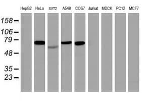 ITFG2 Antibody (clone OTI 3B3)