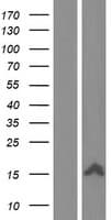 XAGE1A Protein (Over-Expression Lysate Myc-DDK (Flag))