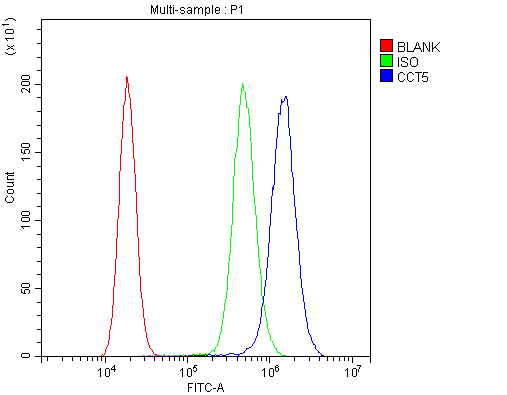 CCT5 / TCP1 Epsilon Antibody