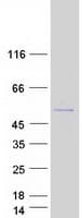Human SNX31 Protein (Recombinant Myc-DDK (Flag))