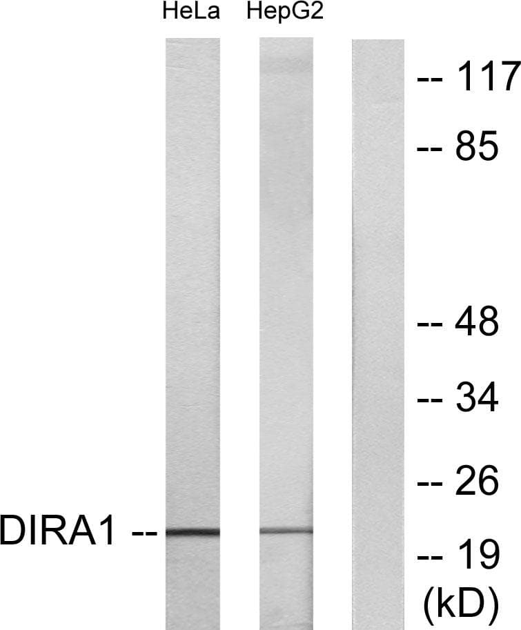 GBTS1 / DIRAS1 Antibody
