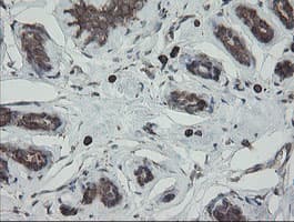 PDIA3 / ERp57 Antibody (clone OTI3E1)