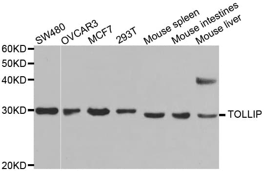 TOLLIP Antibody