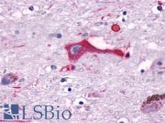 PathPlus™ GPR137B Antibody (Cytoplasmic Domain)