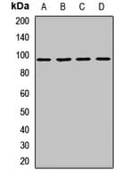 IL17REL Antibody