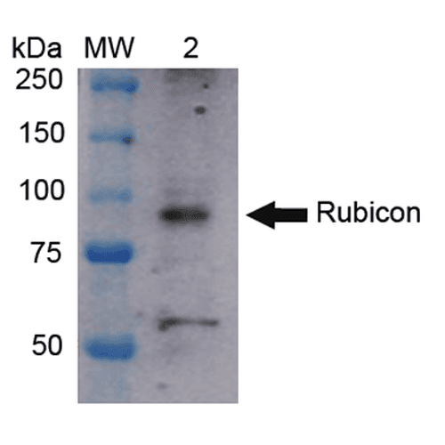 KIAA0226 / RUBICON Antibody (PerCP)