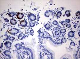 IdU / Iododeoxyuridine Antibody (clone 3F7)