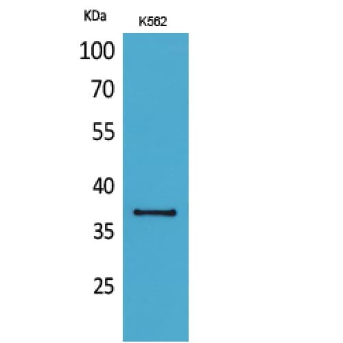 SLAMF1 / SLAM / CD150 Antibody (71-120 aa, region)