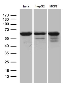 Monoclonal Mouse anti-Human FUBP3 Antibody (clone OTI9B2, aa2-572, WB)
