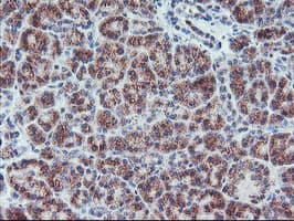 COPD / ARCN1 Antibody (clone OTI4H9)