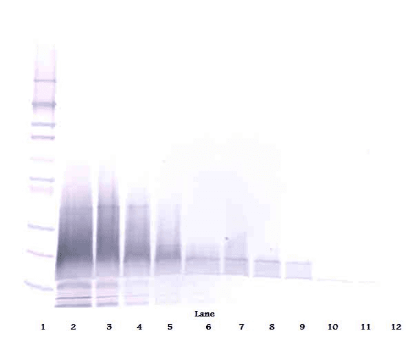 Polyclonal Rabbit anti-Human DEFB3 / Beta Defensin 3 Antibody (WB)
