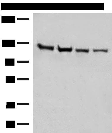 Polyclonal Rabbit anti-Human IPO11 / Importin 11 Antibody (IHC, WB)