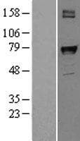 PTGS1 / COX-1 Protein (Over-Expression Lysate Myc-DDK (Flag))