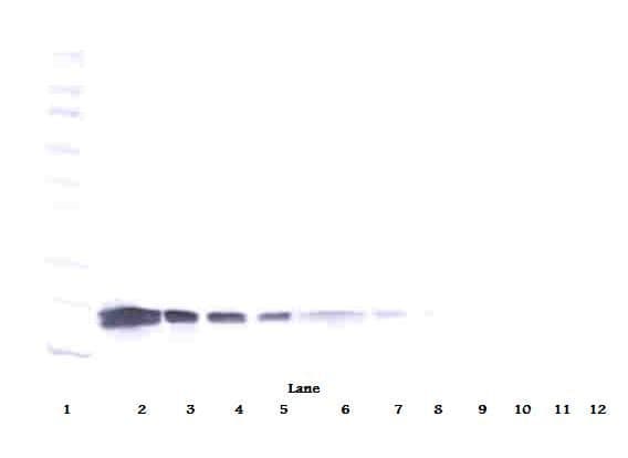 VEGFA / VEGF Antibody