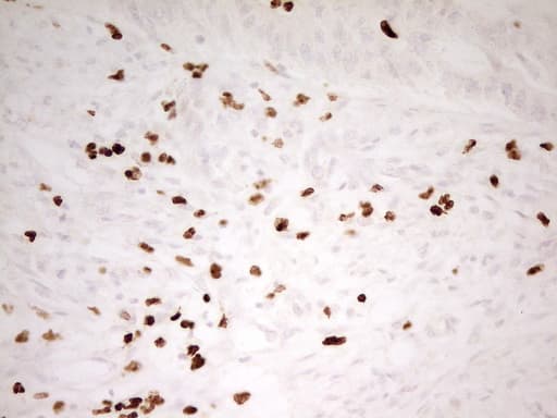 IHC-plus™ MNDA Antibody (aa37-321, clone 4H6)