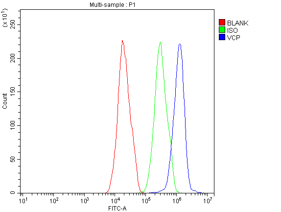 Polyclonal Rabbit anti-Human VCP Antibody (IHC, WB)