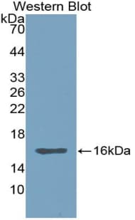 LGALS9 / Galectin 9 Antibody (aa17-147)