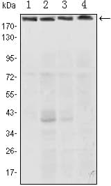 RICTOR Antibody (clone 4H5)