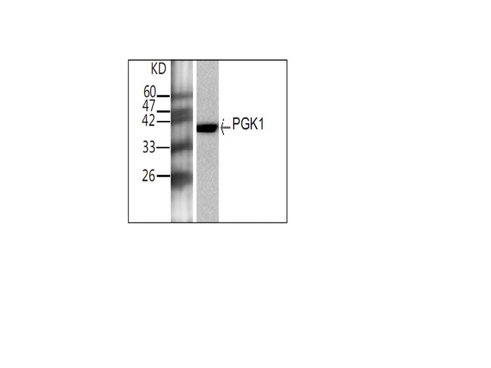 Monoclonal Mouse anti-Human PGK1 / Phosphoglycerate Kinase Antibody (WB)