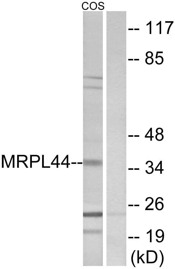 Polyclonal Rabbit anti-Human MRPL44 Antibody (aa221-270, IHC, IF, WB)