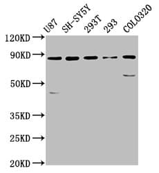 SLC26A4 / Pendrin Antibody (aa592-655)