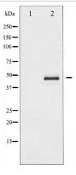 Polyclonal Rabbit anti-Human CASP9 / Caspase 9 Antibody (IHC, IF, WB)