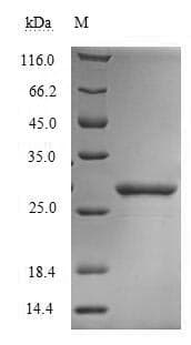 Dermatophagoides farinae DERF1 Protein (Recombinant 6His-SUMO, N-terminus)