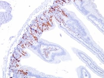 BrdU Antibody (clone BU20a)