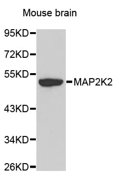 MAP2K2 / MKK2 / MEK2 Antibody