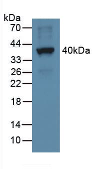 CXCL5 Antibody (aa41-114)