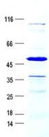 Human KLK1 / Kallikrein 1 Protein (Recombinant GST, N-terminus + His, C-terminus)