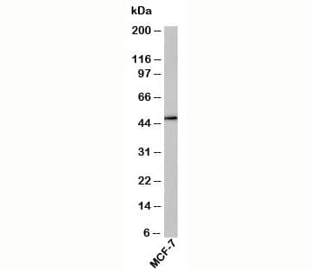 CBFA1 / RUNX2 Antibody (Internal)