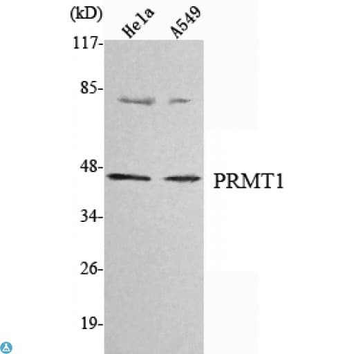 PRMT1 Antibody