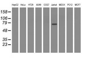 IHC-plus™ ARHGAP25 Antibody (clone 12G4)