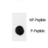 MAP2K1 / MKK1 / MEK1 Antibody (phospho-Ser222)